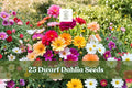 Dwarf Dahlia Seeds 25+ Mix for Containers & Gardens, Vibrant Seasonal Flowers, Dahlia spp.