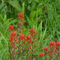 Indian Paintbrush Seeds | Castilleja linariifolia | Native Wildflower with Red Blooms | 100 Seeds