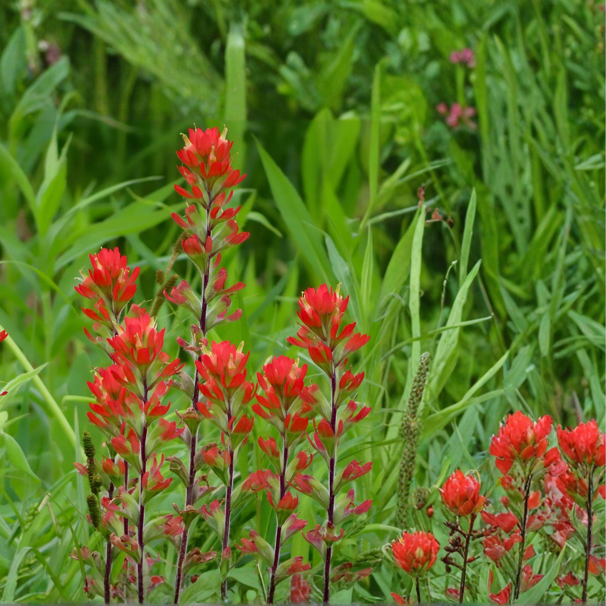 Indian Paintbrush Seeds | Castilleja linariifolia | Native Wildflower with Red Blooms | 100 Seeds