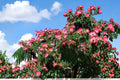 Pink Mimosa Tree Bare Root Plant – Albizia julibrissin, Fragrant Pink Pom-Pom Flowers, Ornamental Deciduous Tree for Gardens