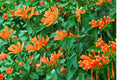 Flame Trumpet Vine Bare Root Plant – Campsis radicans – Climbing Ornamental Vine with Orange-Red Flowers for Gardens and Trellises