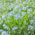 Ozark Bluestar Seeds 10 Pack - Amsonia illustris Perennial Native Flowering Plant for Pollinator Gardens