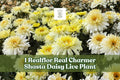 Realflor Real Charmer Shasta Daisy Live Plant Plug - Leucanthemum x superbum, Creamy White & Lemon Blooms, Perennial Flowering Plant