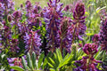 Twogroove Milkvetch Seeds (15) | Native Astragalus bisulcatus Wildflower for Dry Soils & Pollinators