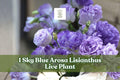 Sky Blue Arosa Lisianthus Live Plant Plug - Eustoma grandiflorum Starter Flower for Containers & Gardens