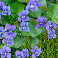Common Blue Violet Seeds – Viola sororia – Perennial Wildflower for Shade Gardens & Pollinator Plantings