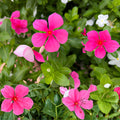 Madagascar Periwinkle Seeds - 100 Catharanthus roseus Tropical Flowering Plant for Gardens, Containers, Borders