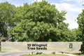 Wingnut Tree Seeds, Pterocarya fraxinifolia, Ornamental Deciduous Tree, Shade and Landscape, 10 Seeds