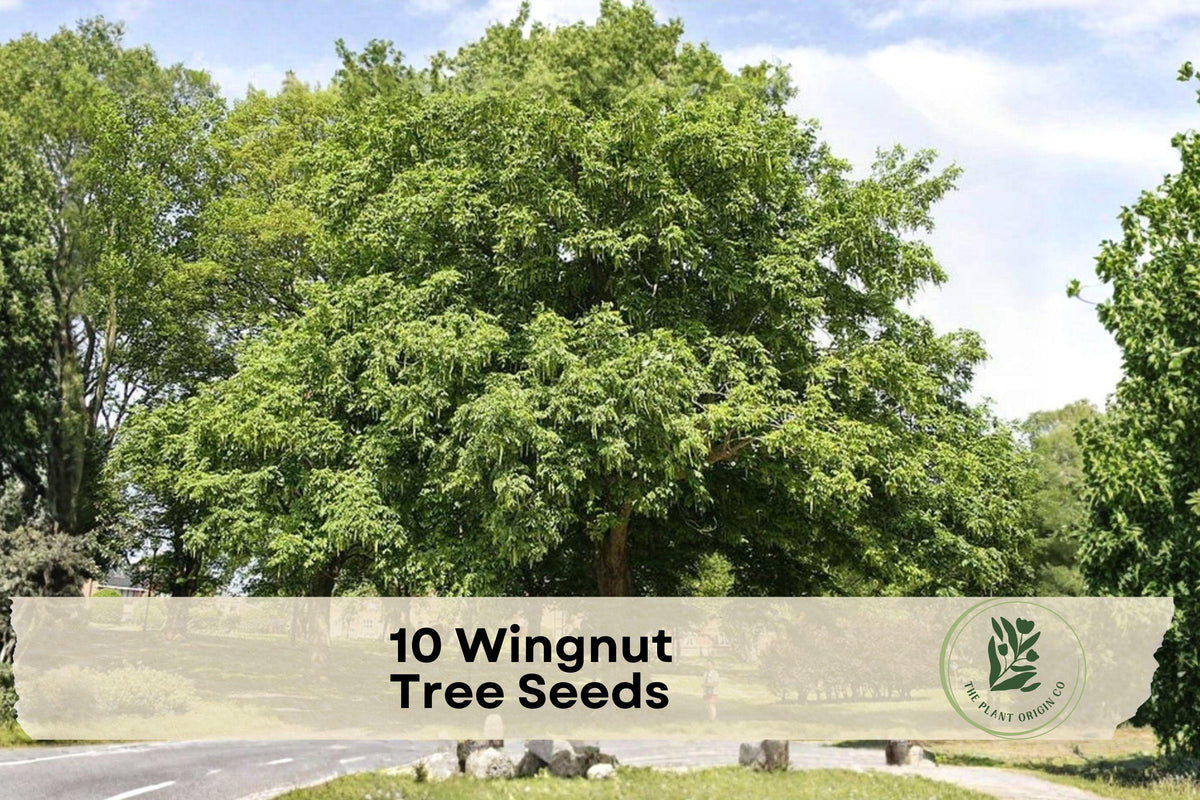 Wingnut Tree Seeds, Pterocarya fraxinifolia, Ornamental Deciduous Tree, Shade and Landscape, 10 Seeds