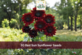 30 Red Sun Sunflower Seeds Helianthus annuus Maroon Cut Flower