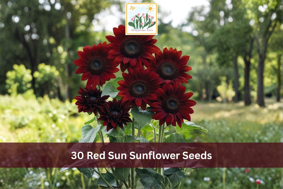 30 Red Sun Sunflower Seeds Helianthus annuus Maroon Cut Flower