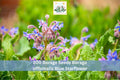 Borage Seeds 200+ Borago officinalis Blue Starflower Herb Garden, Annual Flowering Plant for Outdoors