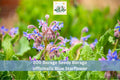 200 Borage Seeds Borago officinalis Blue Starflower Herb Garden