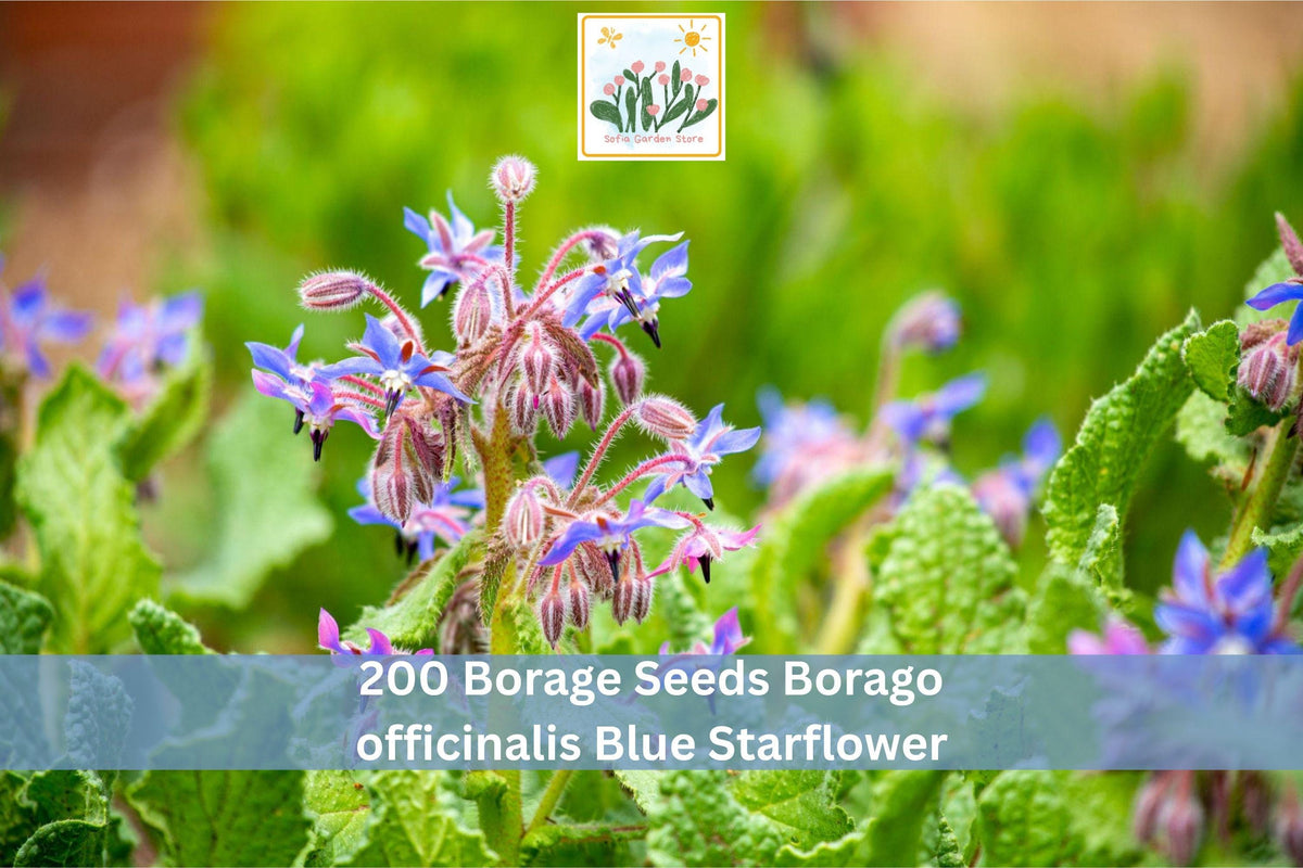 200 Borage Seeds Borago officinalis Blue Starflower Herb Garden