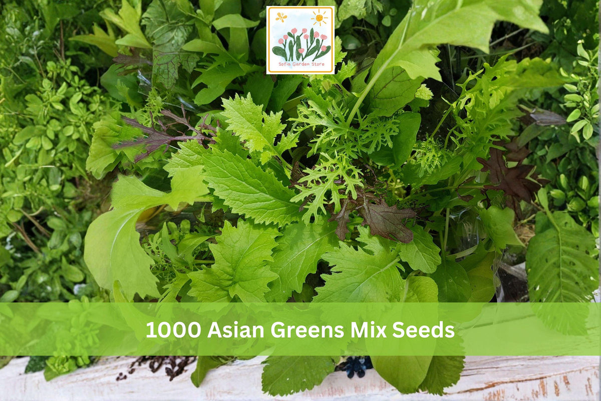 1000 Seeds Asian Greens Mix Microgreens Baby Leaf Garden Salad