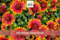 600 Blanket Flower Seeds Gaillardia Perennial Mix Drought Tolerant Pollinator Garden