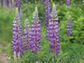 Lupine Large Leaf Seeds – Heirloom Non-GMO Perennial Flower Seeds – Lupinus polyphyllus Lindl. for Garden Beds & Wildflower Gardens