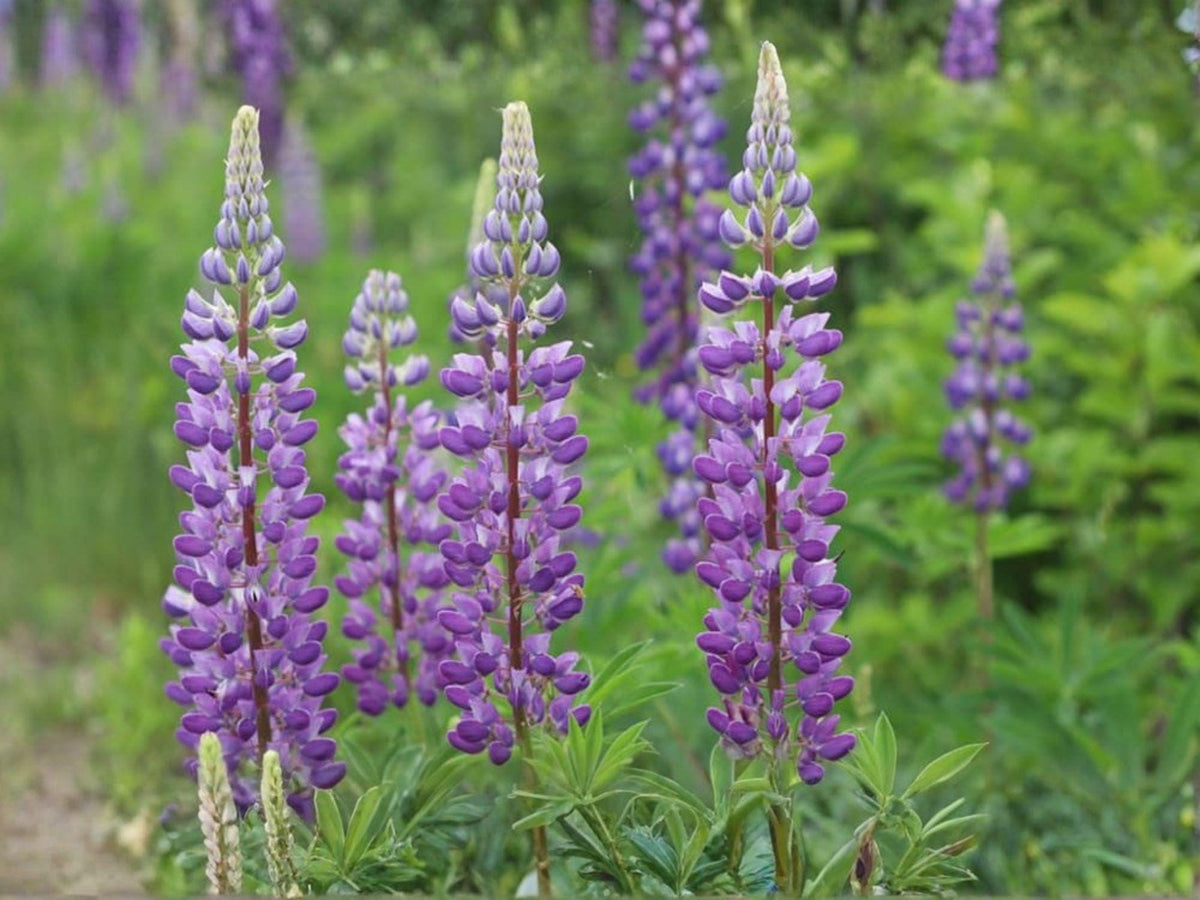 Lupine Large Leaf Seeds – Heirloom Non-GMO Perennial Flower Seeds – Lupinus polyphyllus Lindl. for Garden Beds & Wildflower Gardens