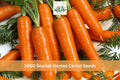 1000 Seeds Scarlet Nantes Carrot Daucus carota Heirloom Garden Vegetable