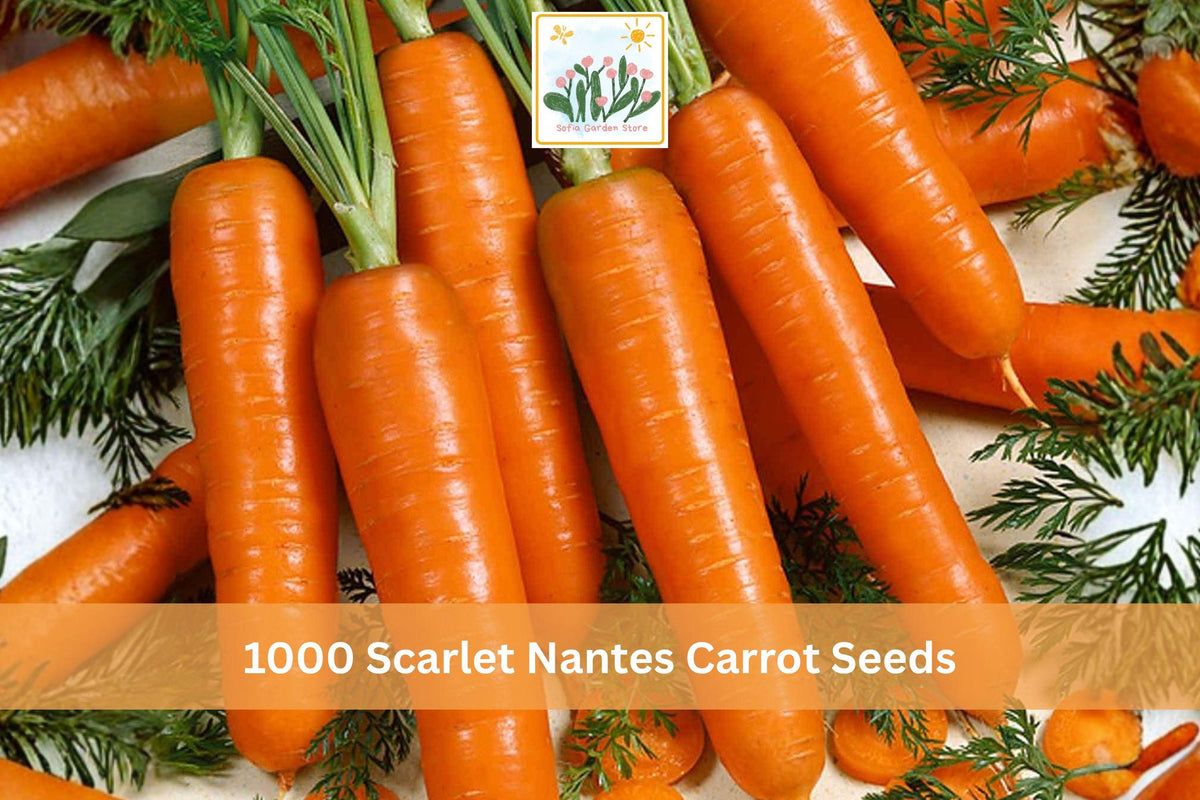 1000 Seeds Scarlet Nantes Carrot Daucus carota Heirloom Garden Vegetable