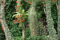 Octopus Tree Seeds - 5 Seeds - Didierea madagascariensis - Rare Succulent Tree for Arid Climate - Unique Spiny Structure