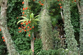 5 Seeds Octopus Tree Didierea madagascariensis Succulent Exotic Caudiciform