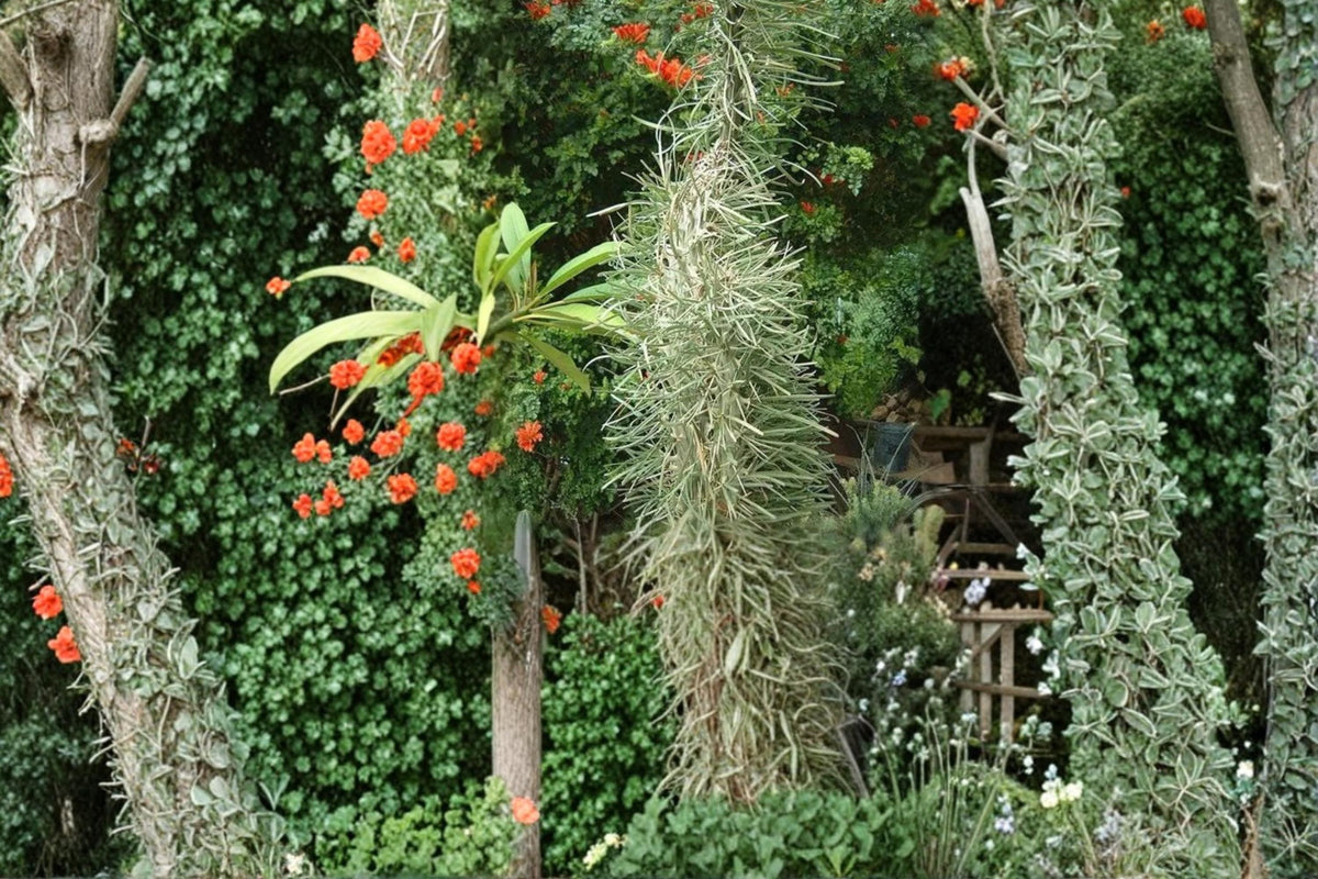 5 Seeds Octopus Tree Didierea madagascariensis Succulent Exotic Caudiciform