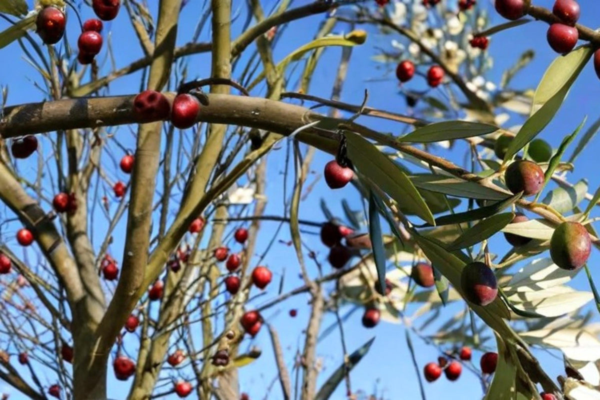Olive Tree Seeds – Olea europaea – Edible Fruit, Evergreen Garden Plant, Drought Tolerant, Mediterranean Climate Seedling