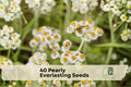 Pearly Everlasting Seeds - Anaphalis margaritacea Wildflower, White Blooms, Dried Flower Use, Pollinator Garden, 40 Seeds