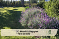 40 Pearly Everlasting Seeds for Ornamental Shrub or Small Tree, Purple Flowers, Vitex agnus-castus, Chaste Tree
