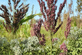 1/2 Pound Seeds Wild Game Sorghum Sorghum bicolor