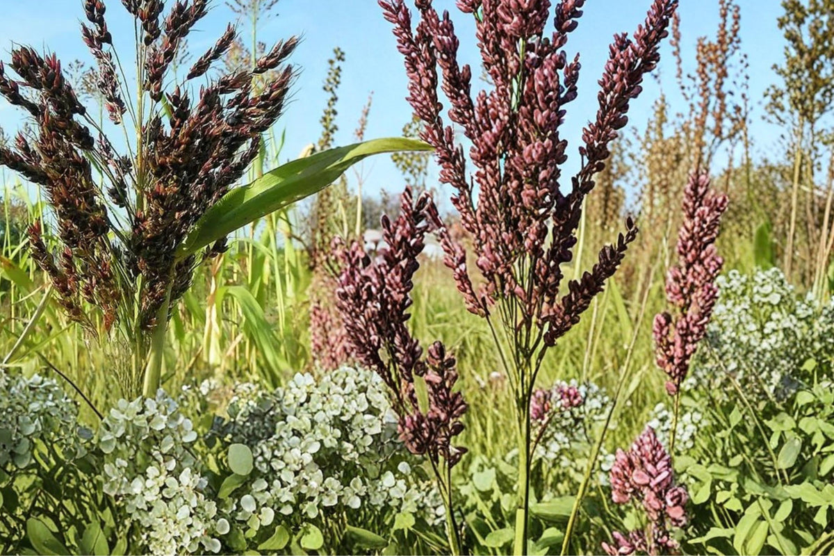 1/2 Pound Seeds Wild Game Sorghum Sorghum bicolor