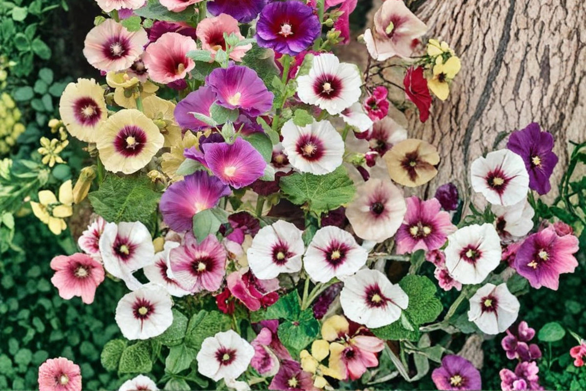 100 Seeds Mixed Hollyhock Alcea rosea Tall Cottage Garden Flower