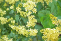 50 Seeds Yellow Lilac Syringa reticulata Fragrant Flowering Tree