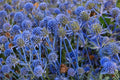 25 Seeds Blue Star Sea Holly Eryngium planum