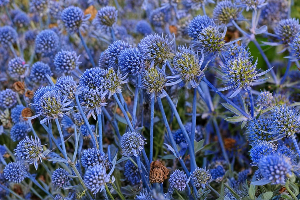 25 Seeds Blue Star Sea Holly Eryngium planum