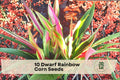 Dwarf Rainbow Corn Seeds - Striped Japonica Corn, Variegated Foliage, Edible & Ornamental, Zea mays, 10 Pack