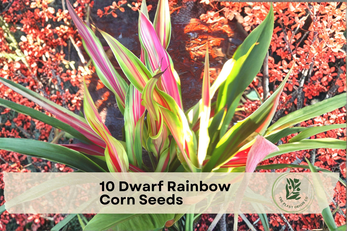 Dwarf Rainbow Corn Seeds - Striped Japonica Corn, Variegated Foliage, Edible & Ornamental, Zea mays, 10 Pack