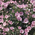 Rose Mallow Live Plant – Bare Root Hibiscus moscheutos – Large Tropical-Style Blooms & Butterfly Attractant