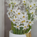 Poet’s Narcissus Bulbs | Daffodil Flower Bulbs | Spring Blooming Hardy Perennial | Narcissus poeticus | 10 Bulbs