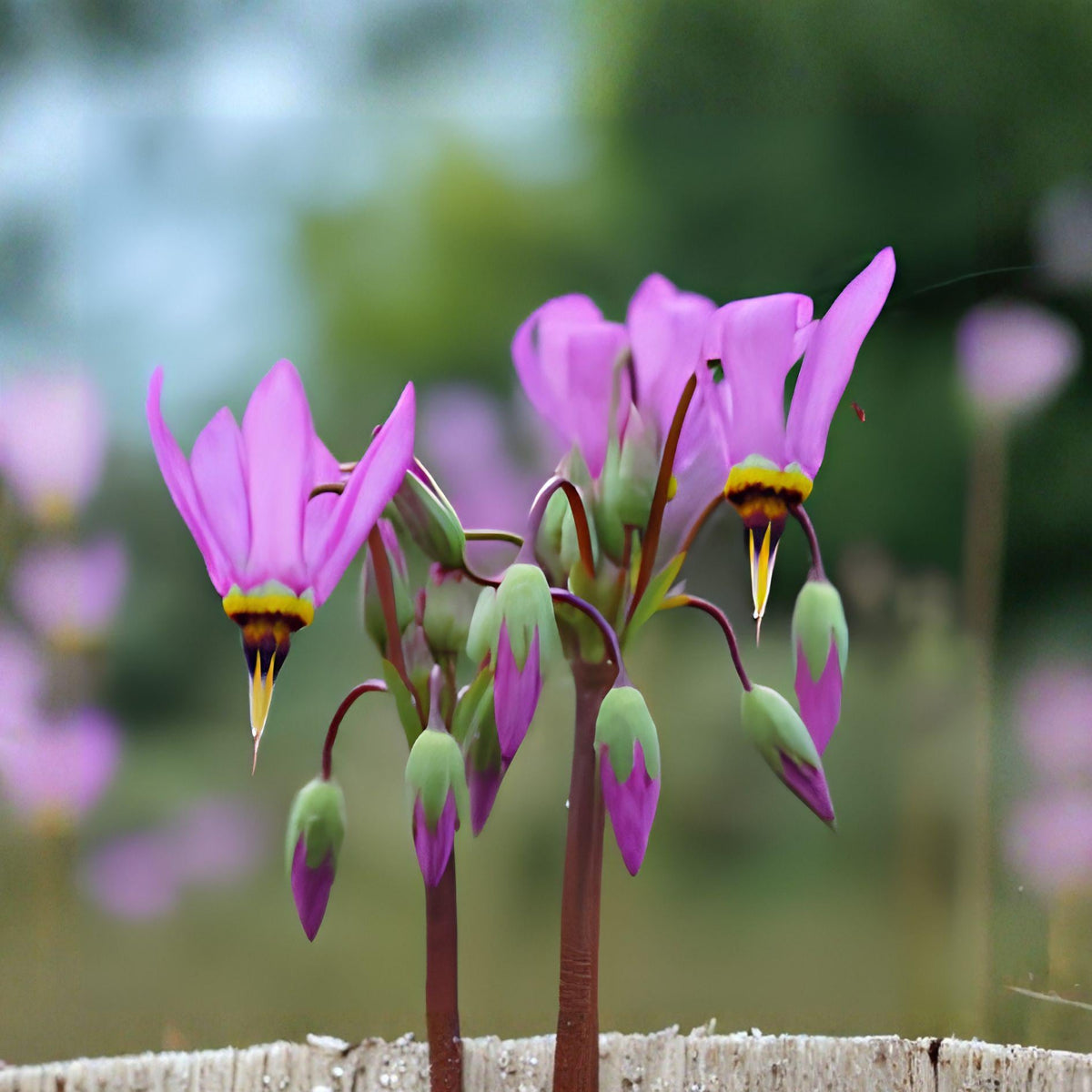 Midland Shooting Star Seeds – Dodecatheon meadia Perennial Wildflower, Native Plant for Gardens & Meadows (100 Seeds)