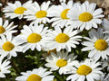 Creeping Daisy Flower Seeds | Chrysanthemum paludosum | White with Yellow Center | Low-Growing Annual Plant for Borders & Containers