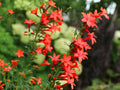Standing Cypress Flower Seeds | Ipomopsis rubra Bright Red Tubular Blooms | Garden, Wildflower Planting, 100 Seeds