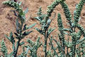 100 Seeds Lambsquarters Chenopodium album Wild Edible Green
