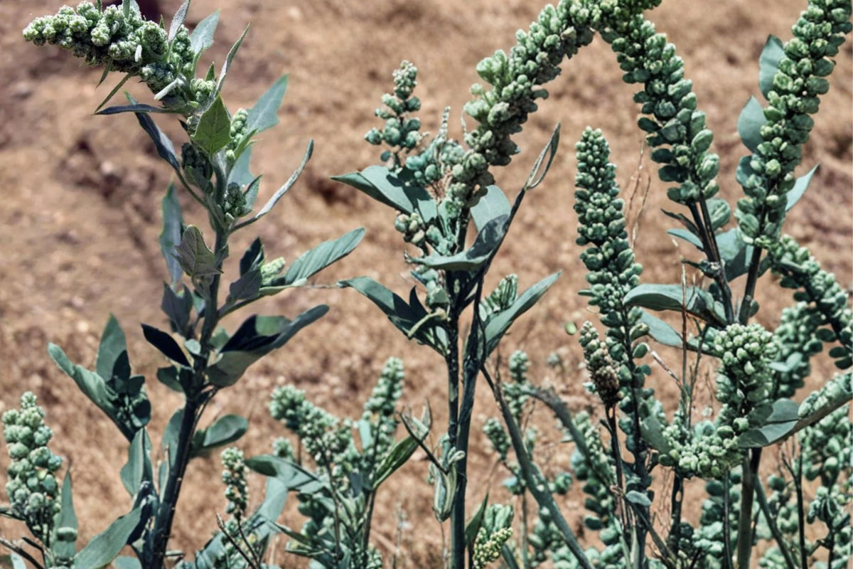 100 Seeds Lambsquarters Chenopodium album Wild Edible Green