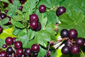Muscadine Grape Seeds - 5 Seeds for Planting - Vitis rotundifolia - Fruitful Climbing Vine for Warm Climate Gardens