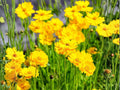 Dwarf Coreopsis Seeds | Bright Yellow Flowers | Lanceleaf Coreopsis (Coreopsis lanceolata) | Perennial Garden Flower Seeds