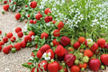 5 Rooted Plants Yambu Strawberry Fragaria x ananassa