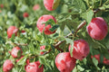 15 Seeds American Plum Prunus americana Hardy Flowering Edible Fruit Tree