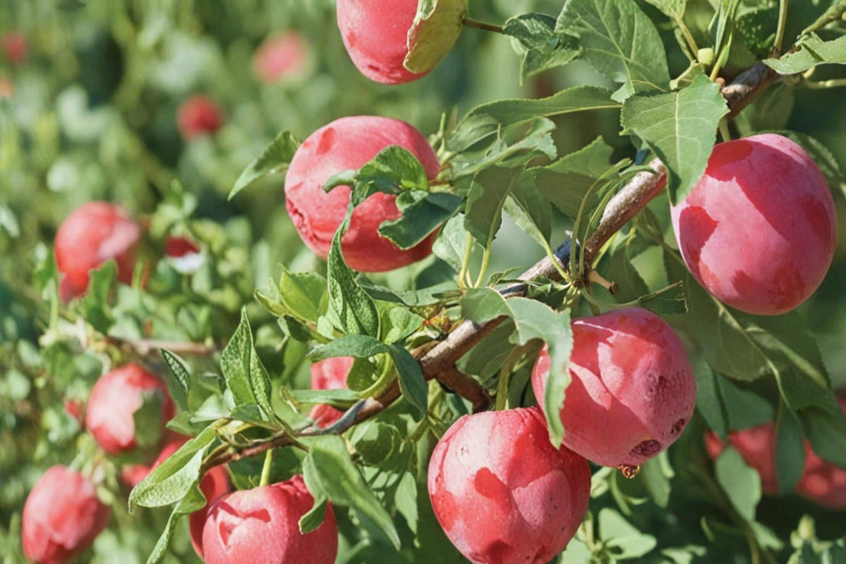 15 Seeds American Plum Prunus americana Hardy Flowering Edible Fruit Tree